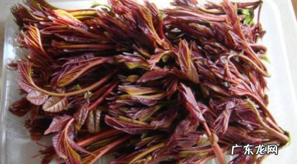 香椿芽如何长期保存,香椿芽如何长期保鲜存放存放时间有多长