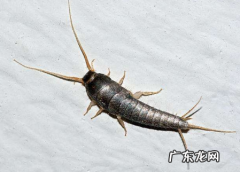 怎么防衣鱼,衣鱼怎么画