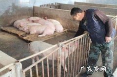 青储玉米秸秆怎么样喂猪,玉米秸秆怎样喂猪最好