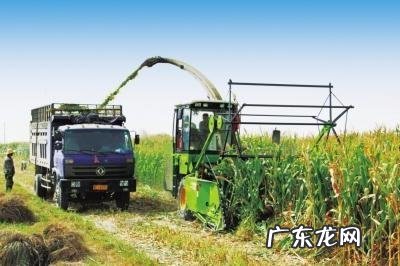 青储玉米秸秆怎么样喂猪,玉米秸秆怎样喂猪最好