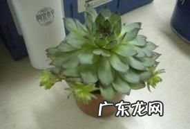 屋卷绢砍头方法,屋卷绢怎么爆盆