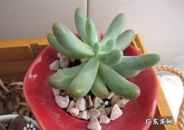屋卷绢砍头方法,屋卷绢怎么爆盆