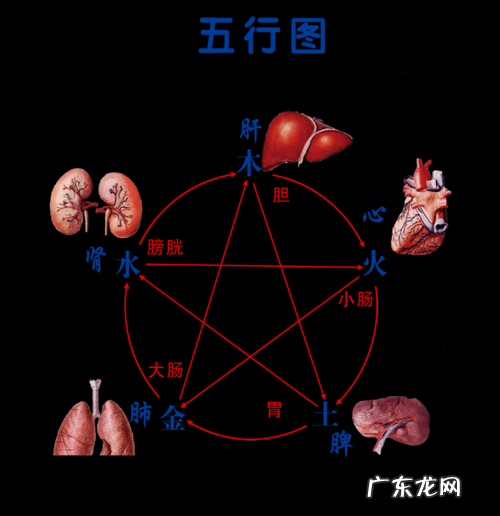 哪一个器官最怕冷,人的五官中最怕冷的是哪个器官