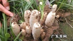 平菇晒干了还能吃,平菇干了能吃