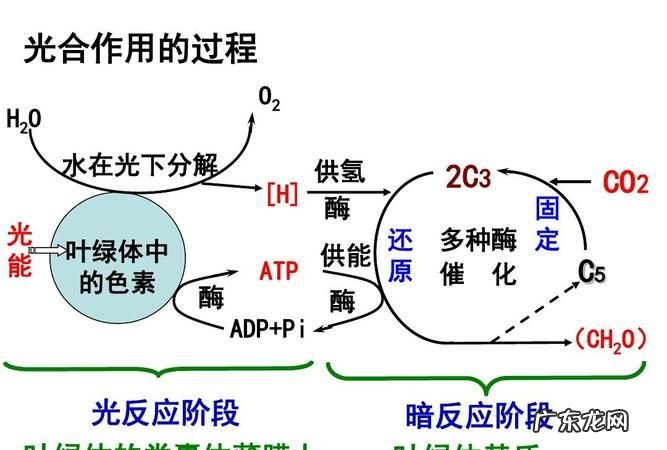光合作用的暗反应怎么被抑制,光合作用的暗反应怎么被抑制