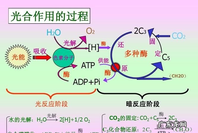 光合作用的暗反应怎么被抑制,光合作用的暗反应怎么被抑制