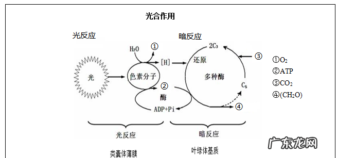光合作用的暗反应怎么被抑制,光合作用的暗反应怎么被抑制