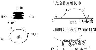 光合作用的暗反应怎么被抑制,光合作用的暗反应怎么被抑制