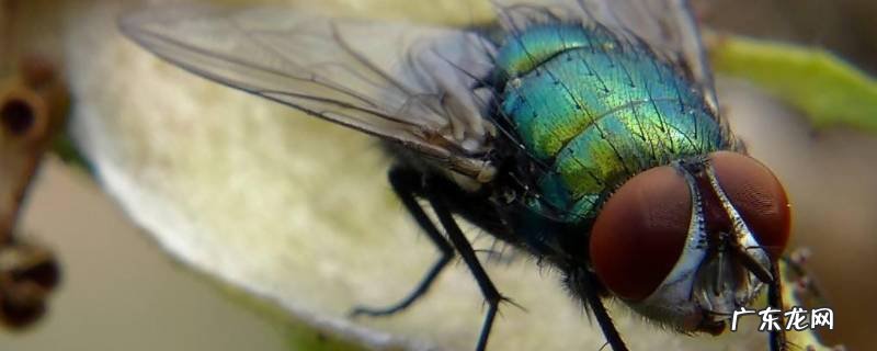 为什么有些苍蝇特别大 为什么有的苍蝇特别大