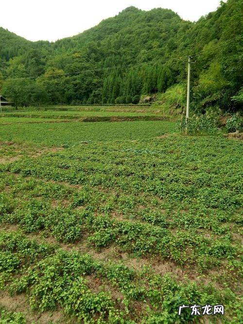 家庭如何种折耳根,折耳根怎么种植