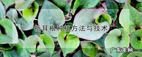 家庭如何种折耳根,折耳根怎么种植