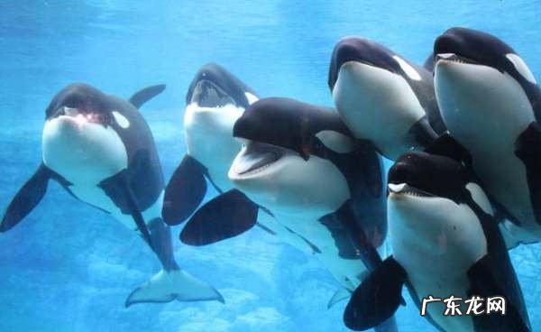 母系社会存在,母系氏族存在过