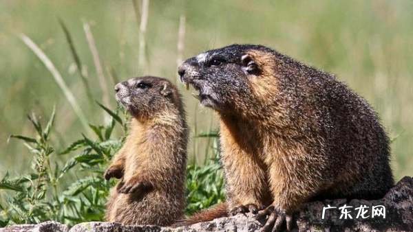 母系社会存在,母系氏族存在过