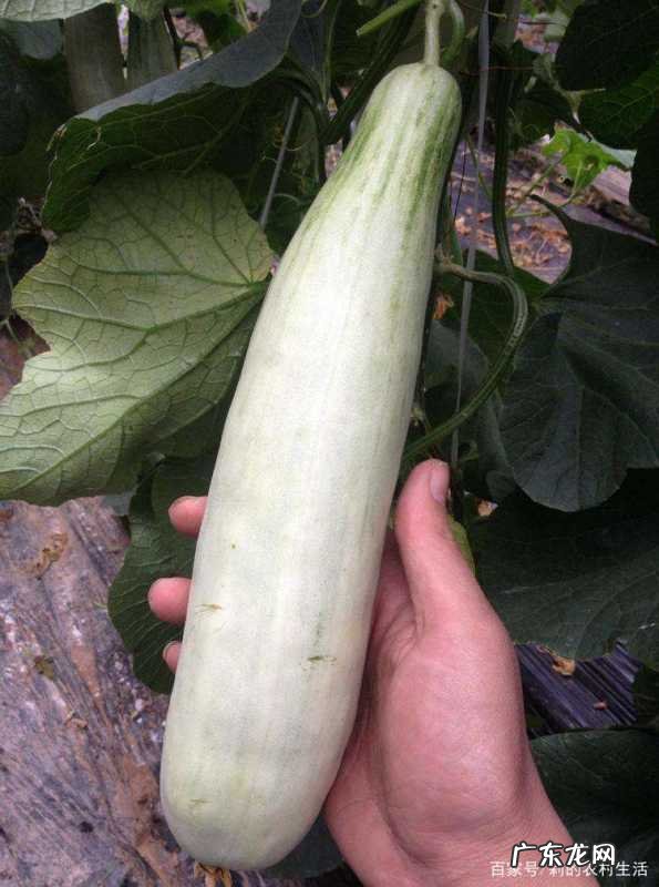 羊角蜜甜瓜怎么样授粉,温室种植羊角蜜苗不壮
