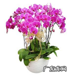 蝴蝶兰的香味是怎么样的,蝴蝶兰香味是什么样的