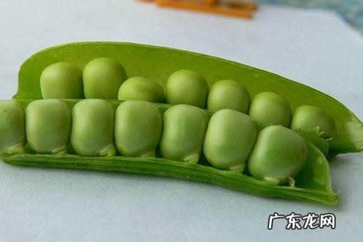 荷兰豆在中国叫什么豆,荷兰豆在东北叫什么