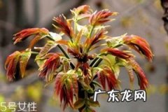 香椿芽如何长期保存,香椿芽如何长期保存冬天吃还绿