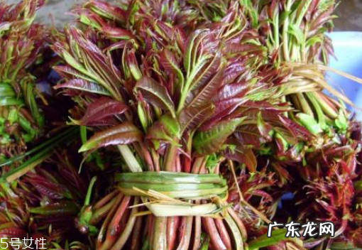 香椿芽如何长期保存,香椿芽如何长期保存冬天吃还绿