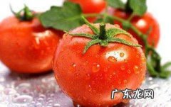 西红柿怎么样吊秧,温室西红柿育苗与移栽时间