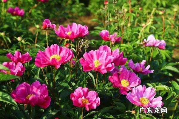 芍药种子怎么种植,芍药怎么种植