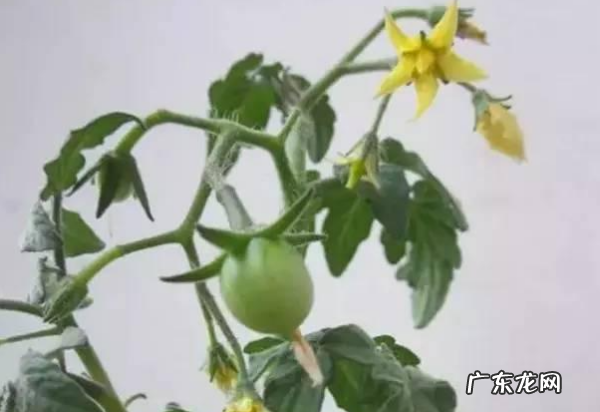 在家怎么种番茄,自己在家种西红柿的方法