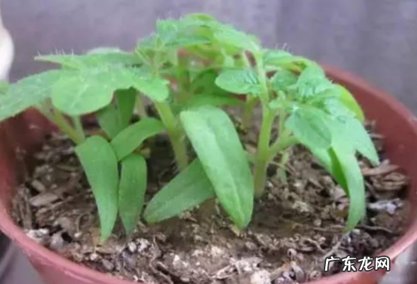 在家怎么种番茄,自己在家种西红柿的方法