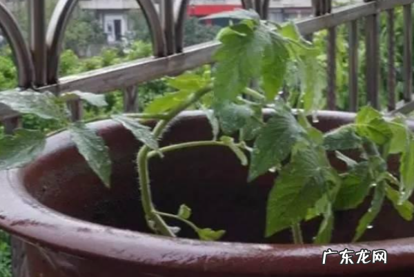 在家怎么种番茄,自己在家种西红柿的方法