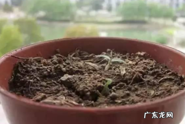 在家怎么种番茄,自己在家种西红柿的方法