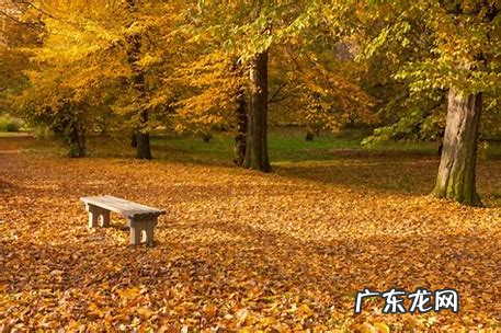描写秋天落叶的诗句,描写秋天落叶的诗句