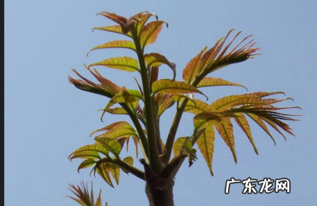 炒香椿要焯水吗?,香椿要焯水