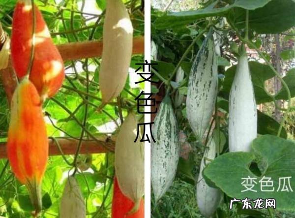 羊角脆,羊角蜜甜瓜怎么吃法籽