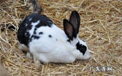 熊猫兔属于哪种兔子,熊猫兔是什么种类的兔子