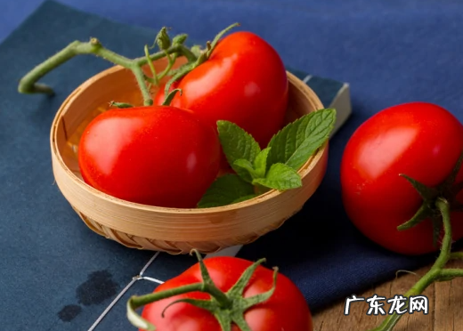 番茄和西红柿有什么不同,番茄和西红柿有什么区别