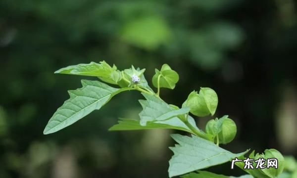 假酸浆和酸浆的区别,假酸浆子的功效的用法与功效
