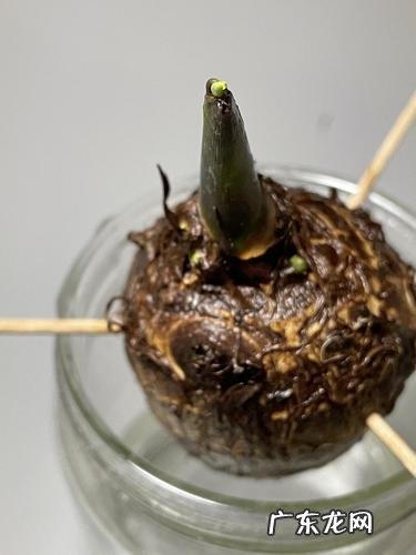 怎么样让芋头发芽,怎么让芋头快速发芽的方法
