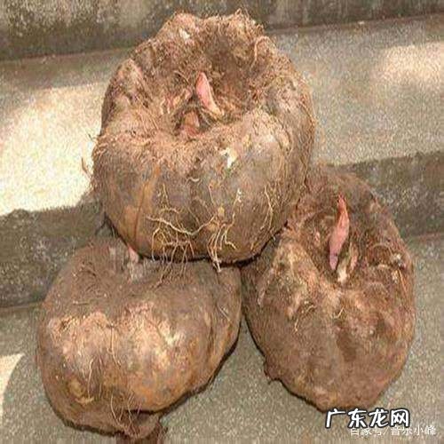 怎么样让芋头发芽,怎么让芋头快速发芽的方法