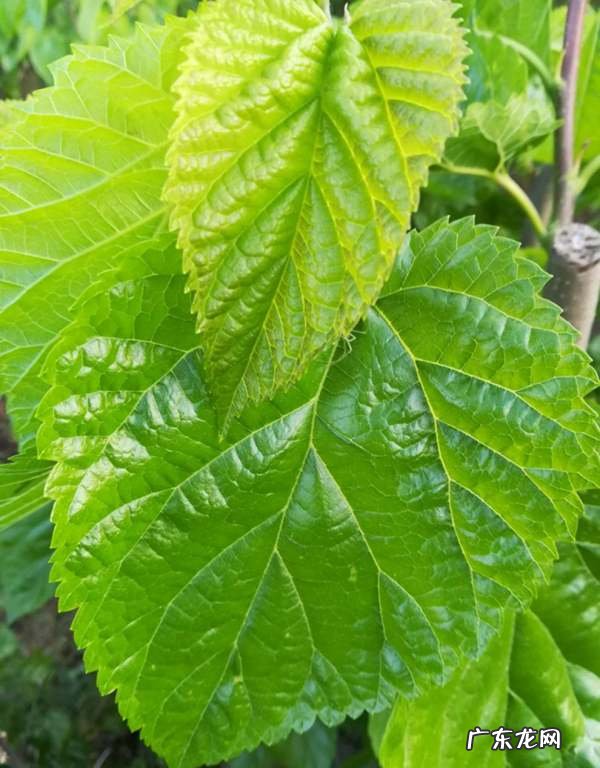 蚕是不是只吃桑叶,蚕是不是只吃桑叶还吃什么