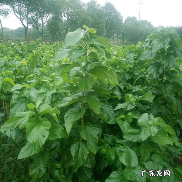 蚕是不是只吃桑叶,蚕是不是只吃桑叶还吃什么