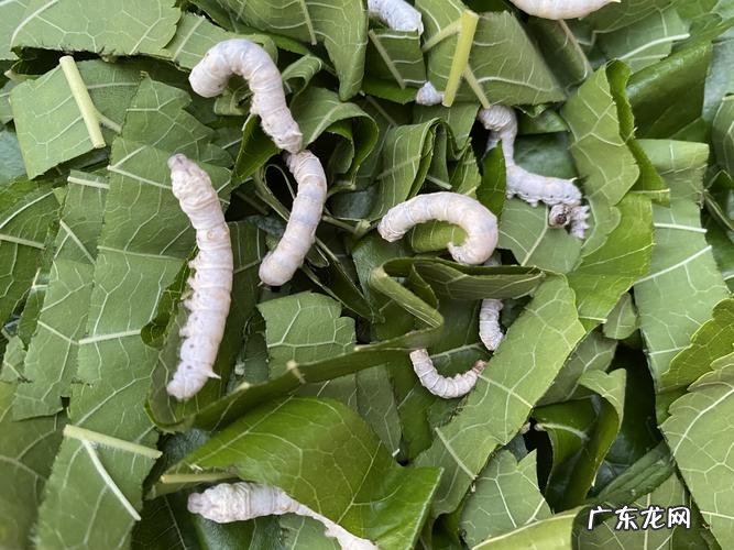 蚕是不是只吃桑叶,蚕是不是只吃桑叶还吃什么