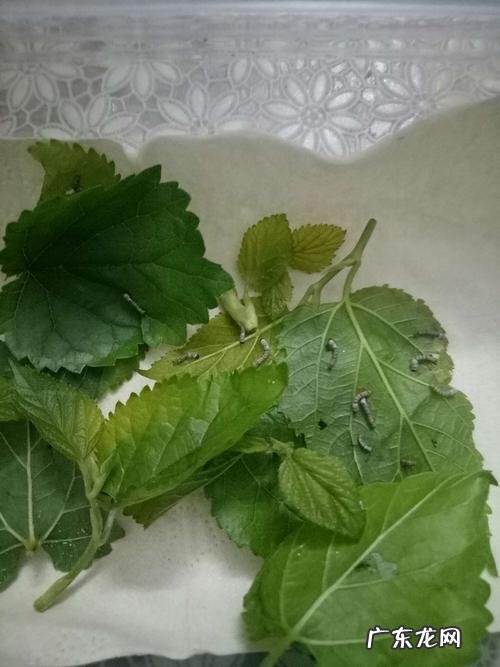 蚕是不是只吃桑叶,蚕是不是只吃桑叶还吃什么