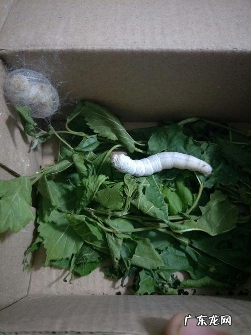 蚕是不是只吃桑叶,蚕是不是只吃桑叶还吃什么