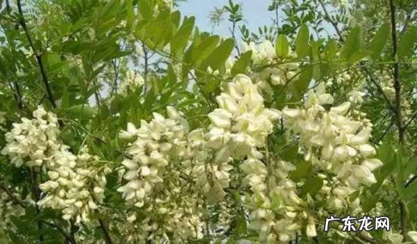 洋槐花能怎么做,洋槐花怎么做好吃又简单语句