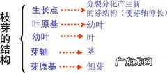 枝条是由幼嫩的什么组成的,植物的枝条是由什么组成的