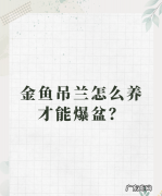 阳台如何养金鱼吊兰,阳台养金鱼应注意什么