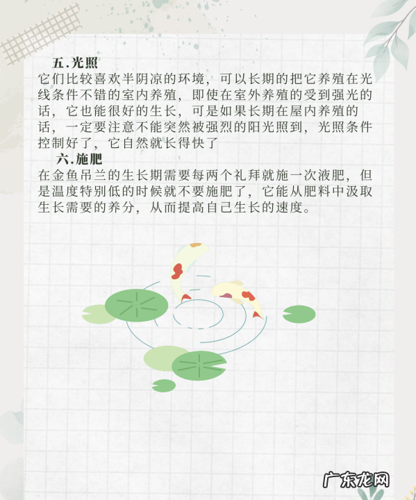 阳台如何养金鱼吊兰,阳台养金鱼应注意什么