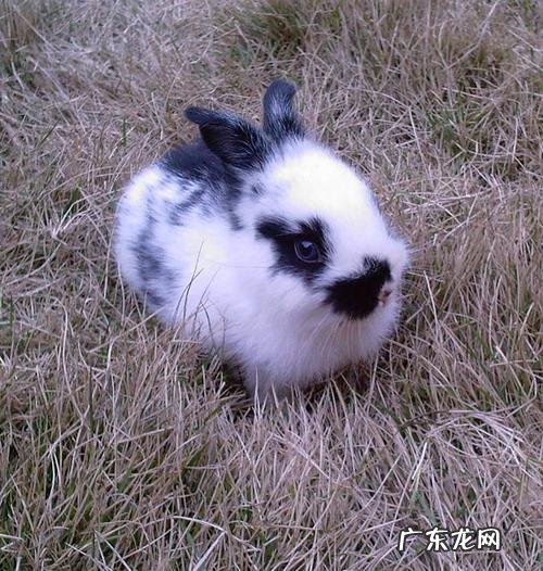 熊猫兔是普通兔子,一字熊猫兔是什么品种