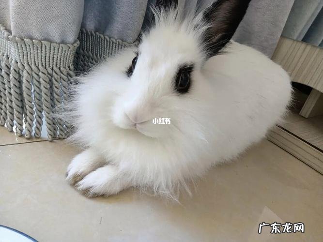 熊猫兔是普通兔子,一字熊猫兔是什么品种