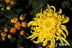 菊花的诗句 菊花的诗句推荐,描写菊花的词语和诗句