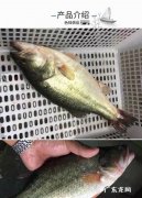 淡水鲈鱼养殖方法,淡水鲈鱼的养殖方法