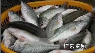 淡水鲈鱼养殖方法,淡水鲈鱼的养殖方法